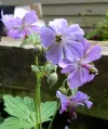 geranium-platyanthum-syn-geranium-eriostemon